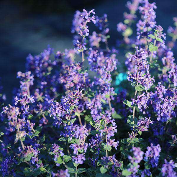 Buy Nepeta 'Blue Wonder' Online | Deer Resistant Perennial | Bay Gardens