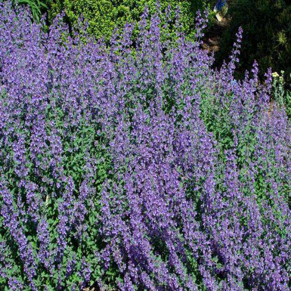 Flowering Catmint - Nepeta x faassenii 'Walkers Low'