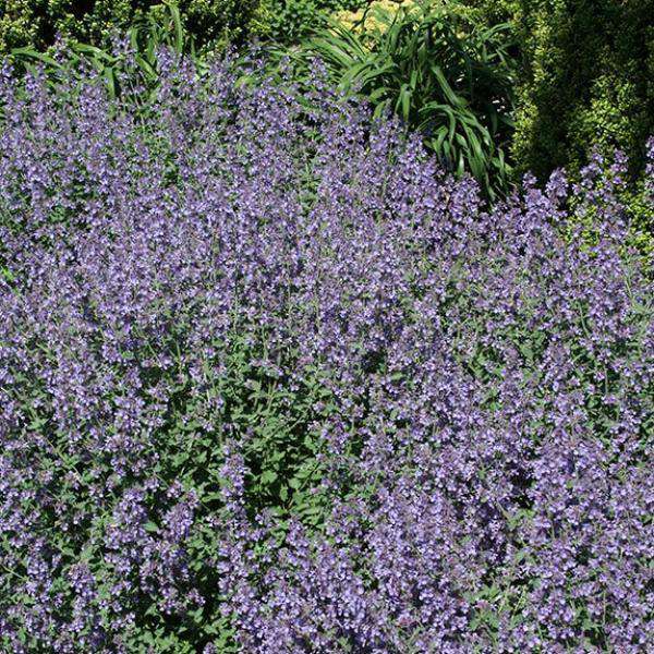 Flowering Catmint - Nepeta x faassenii 'Walkers Low'