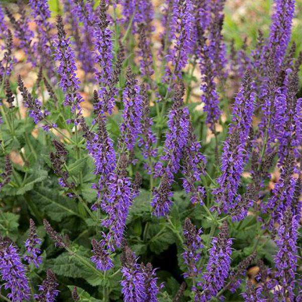 Buy Salvia x sylvestris 'May Night' Online | Shade Perennials | Bay Gardens