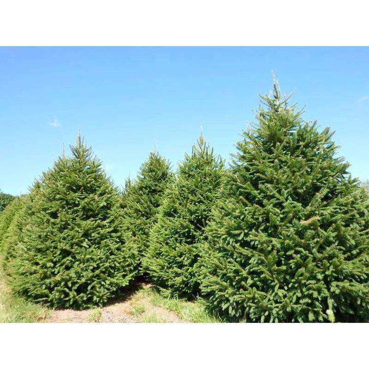 Buy Norway Spruce Online | Deer Resistant Privacy Evergreen | Bay Gardens