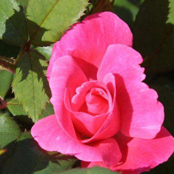 Pink Knockout Rose | Rosa for sale | Flowering Shrubs