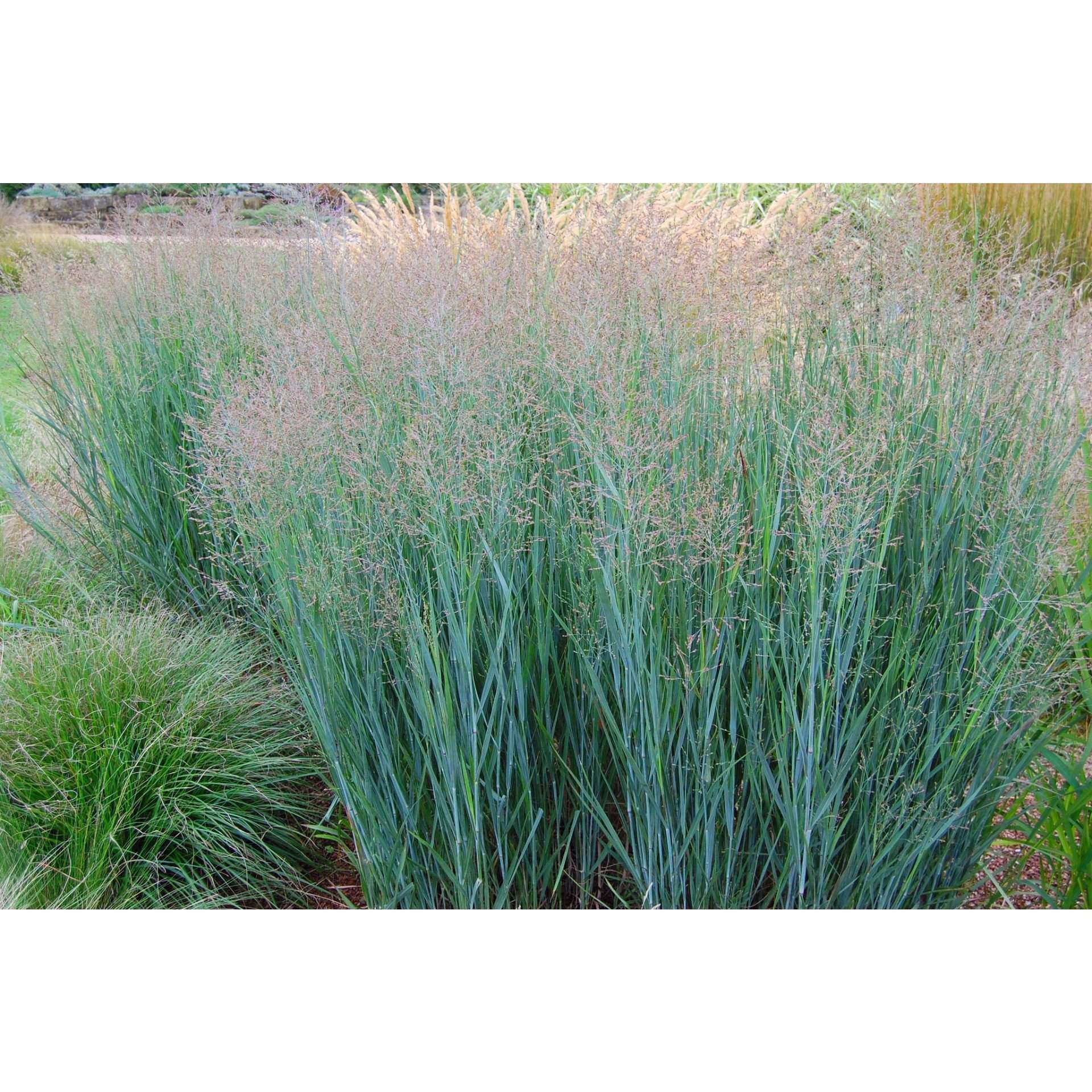 Buy Heavy Metal Switchgrass Online | Deer Resistant Ornamental
