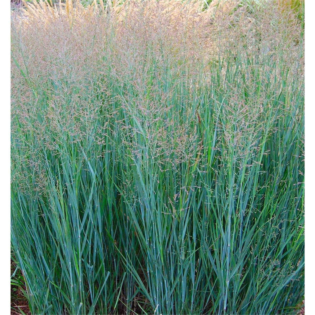 Heavy Metal Switchgrass-Bay Gardens-Bay Gardens