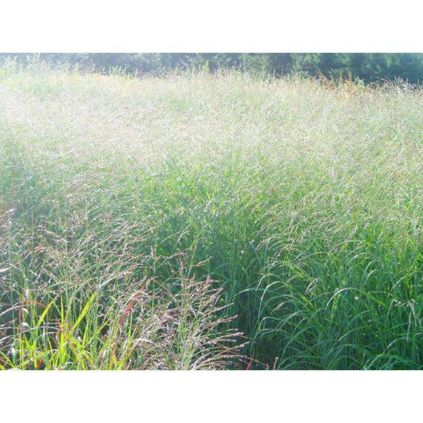 Native Switch Grass-Bay Gardens-Bay Gardens