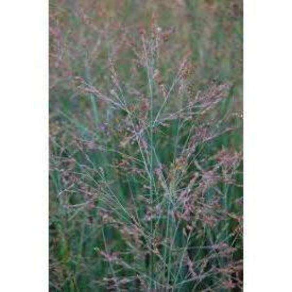 Native Switch Grass-Bay Gardens-Bay Gardens