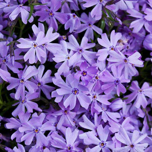 Phlox subulata 'Emerald Blue'