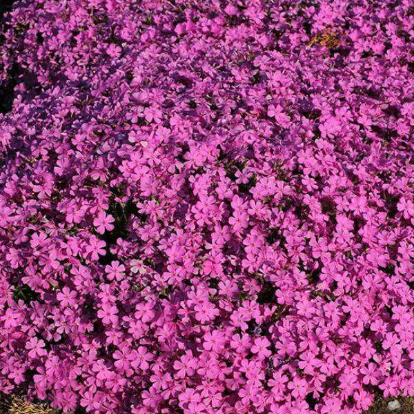 Phlox subulata 'Emerald Pink'