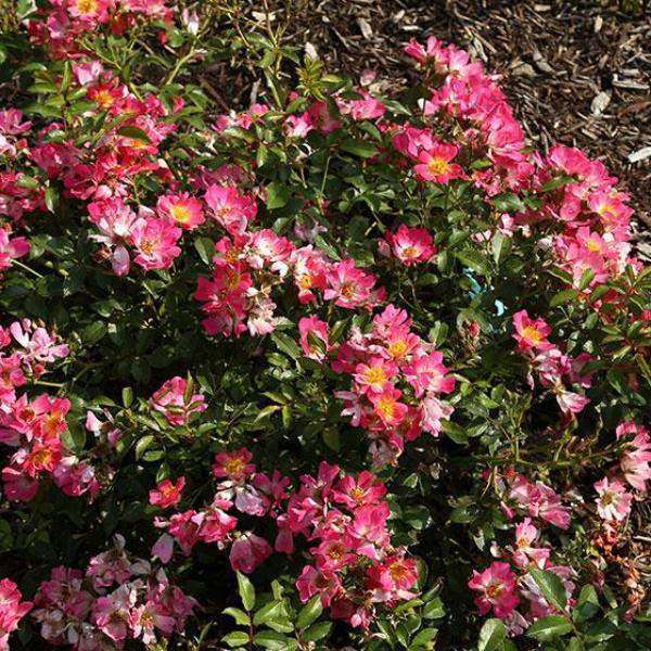 Shop Rosa 'Pink Drift'® ('Meijocos') | Flowering Shrubs | Bay Gardens