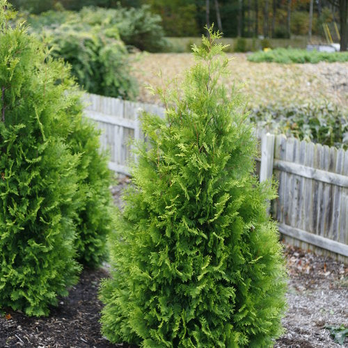 Arborvitae