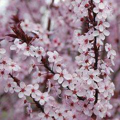 Purple leaf plum - Prunus cerasifera 'Krauter Vesuvius'