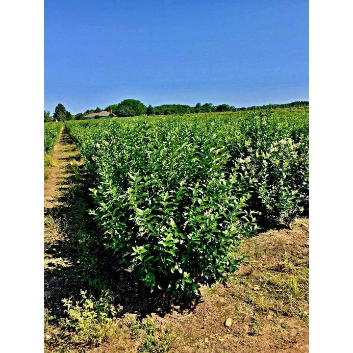 Buy California Privet Hedge Online | Lowest Prices