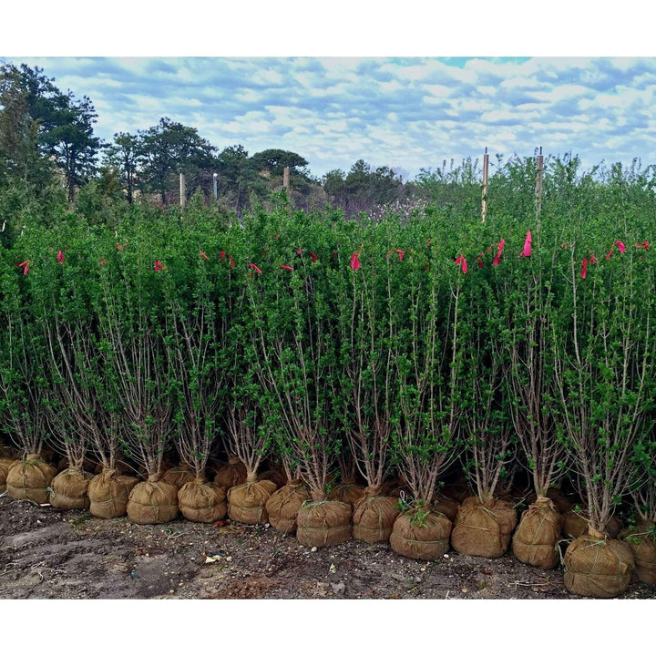 Buy California Privet Hedge Online | Lowest Prices
