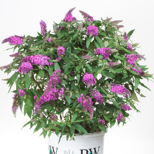 Photo courtesy of Proven Winners - www.provenwinners.com