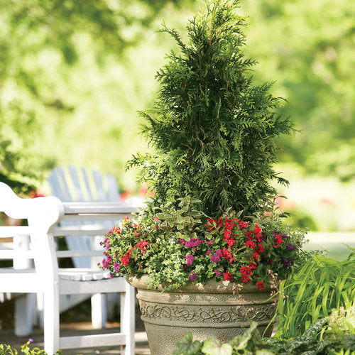 Arborvitae