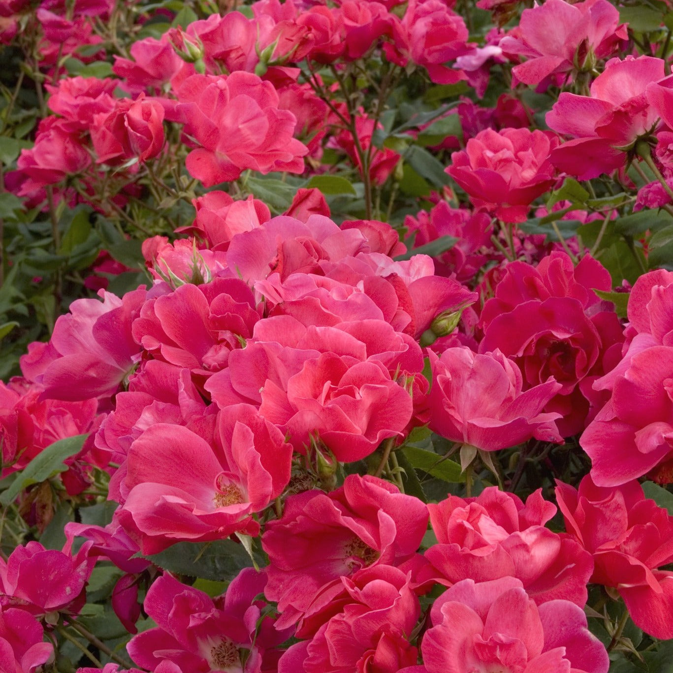 Rosa 'Knockout'® ('Radrazz') PP11836 | Flowering Shrubs | Bay Gardens