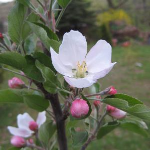 Fruit Apple Tree 'Red Delicious'