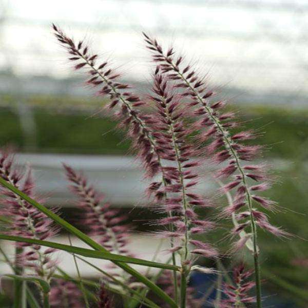 Pennisetum ori. 'Karley Rose'