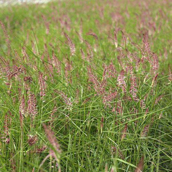 Pennisetum ori. 'Karley Rose'