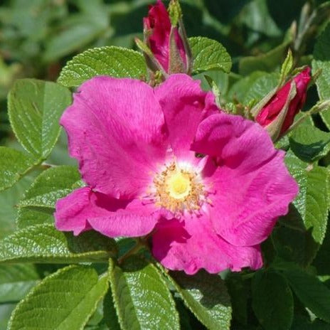 Buy Pink Rosa Rugosa Online | Flowering Shrubs | Bay Gardens