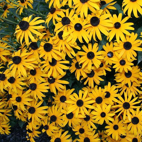 Black-eyed Susan - Rudbeckia 'Goldsturm'