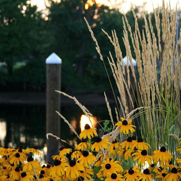 Black-eyed Susan - Rudbeckia 'Goldsturm'