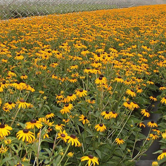 black-eyed susan goldsturm rudbeckia - live plant - gallon pot Black-eyed Susan