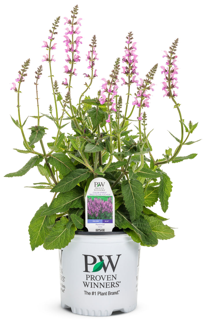 Courtesy of Proven Winner - www.provenwinner.com