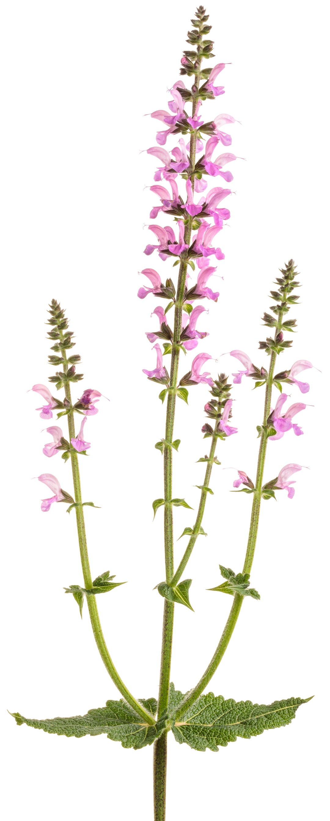 Courtesy of Proven Winner - www.provenwinner.com