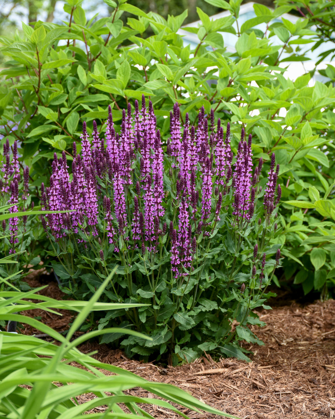 Courtesy of Proven Winner - www.provenwinner.com