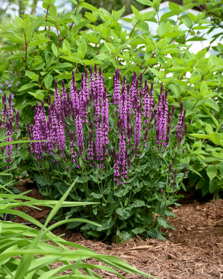 Courtesy of Proven Winner - www.provenwinner.com