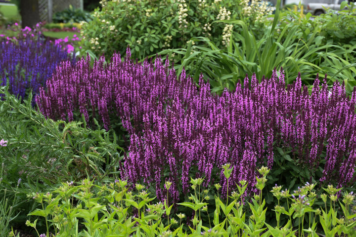 Courtesy of Proven Winner - www.provenwinner.com