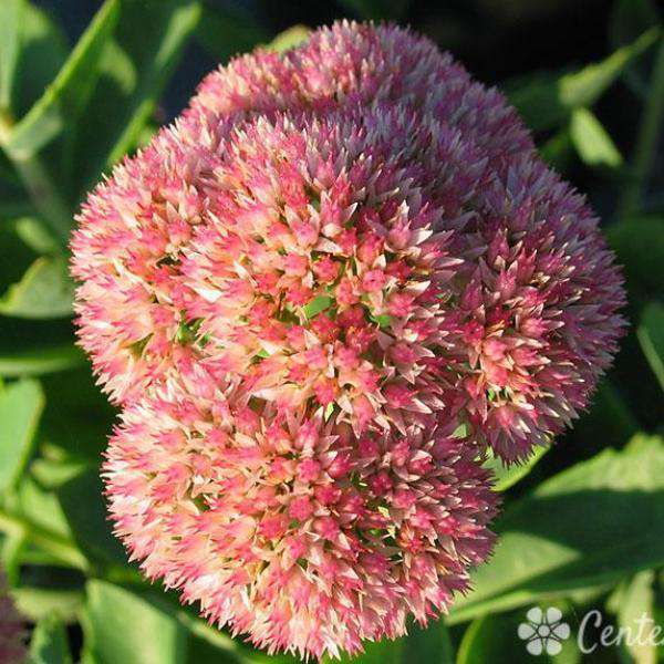 Sedum x 'Autumn Joy'