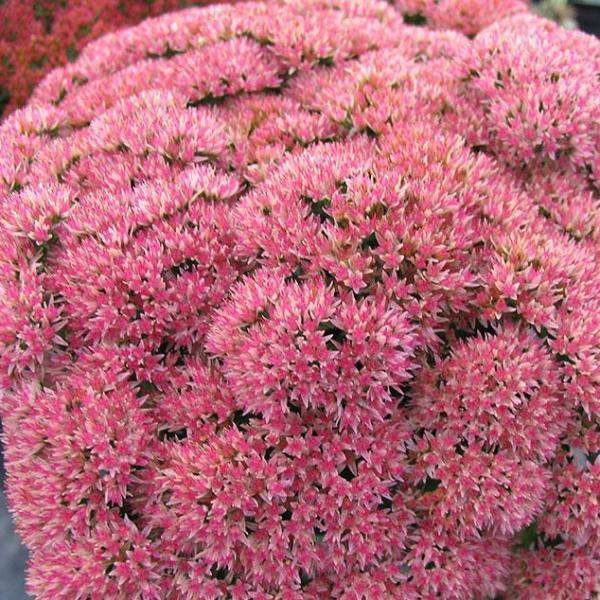 Sedum x 'Autumn Joy'