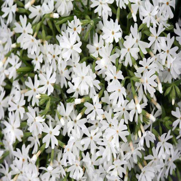 Phlox subulata 'Snowflake' - Mountain Pinks