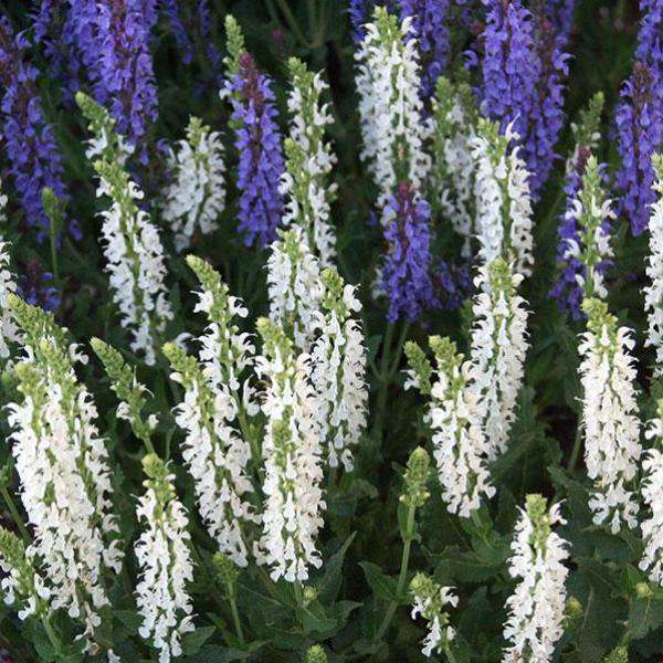 Salvia x sylvestris 'Snow Hill'