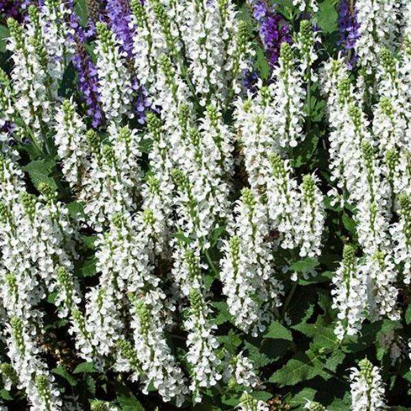 Salvia x sylvestris 'Snow Hill'