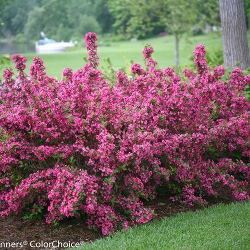 Weigela flo. Sonic Bloom® 'Pink'