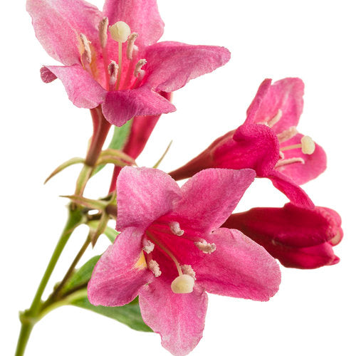 Weigela flo. Sonic Bloom® 'Pink'