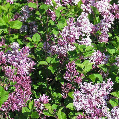 Lilac - Syringa meyeri 'Palibin'