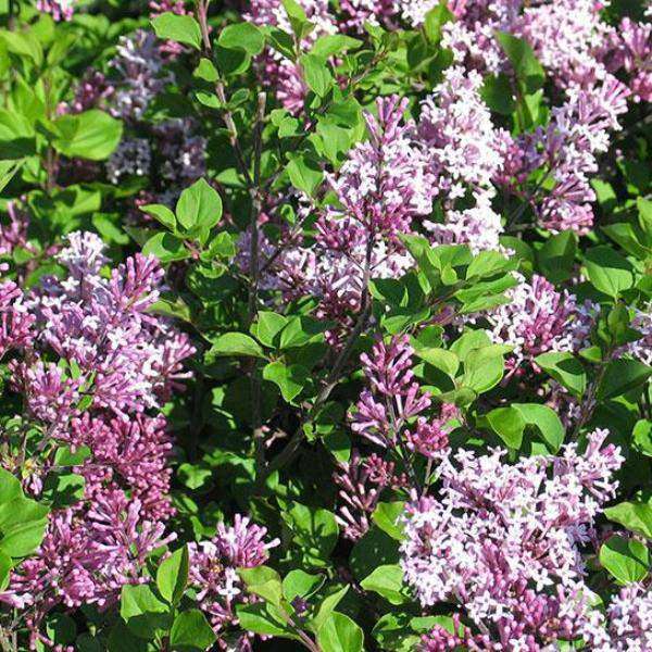 Lilac - Syringa meyeri &