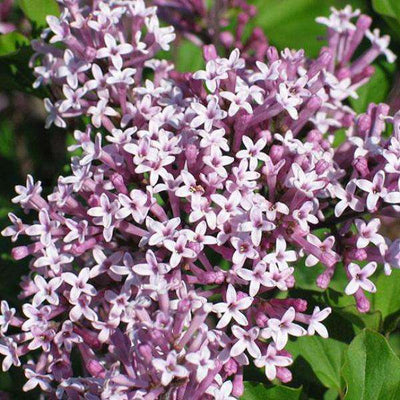 Lilac - Syringa meyeri 'Palibin'