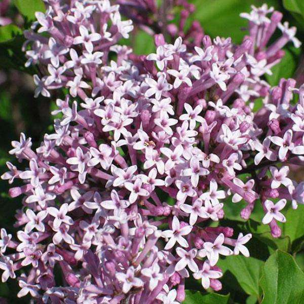 Lilac - Syringa meyeri &