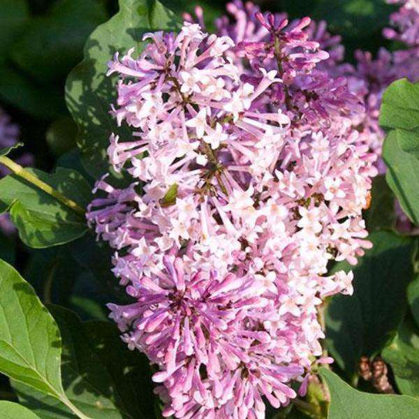 Lilac Syringa patula 'Miss Kim'