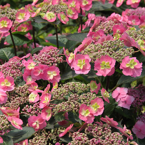 Hydrangea serrata. 'Tuff Stuff'
