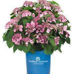 Buy Hydrangea 'Twist & Shout' Online | Flowering Shrubs | Bay Gardens