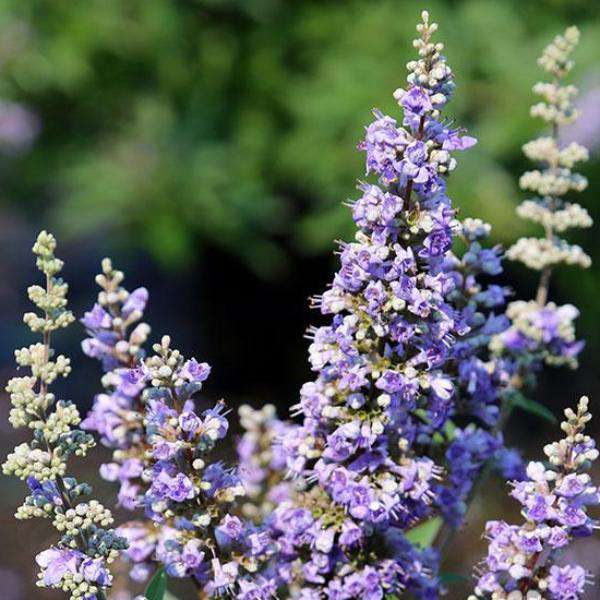 Vitex 'Shoal Creek' | Flowering Shrub