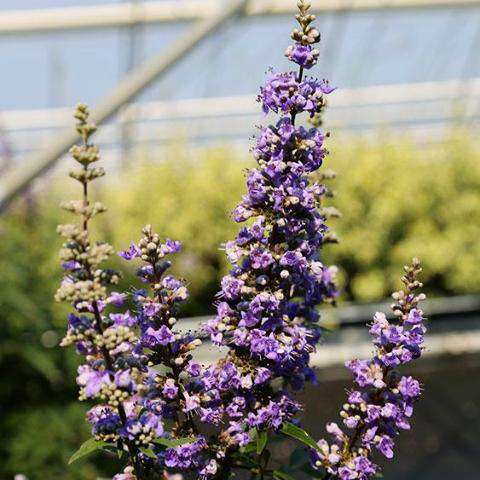 Buy Vitex agnus-castus 'Shoal Creek' | Flowering Shrubs | Bay Gardens