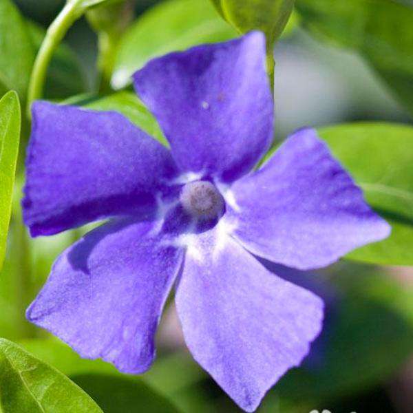 Buy Vinca 'Bowles' Perinwinkle Online | Flowering Groundcover | Bay Gardens