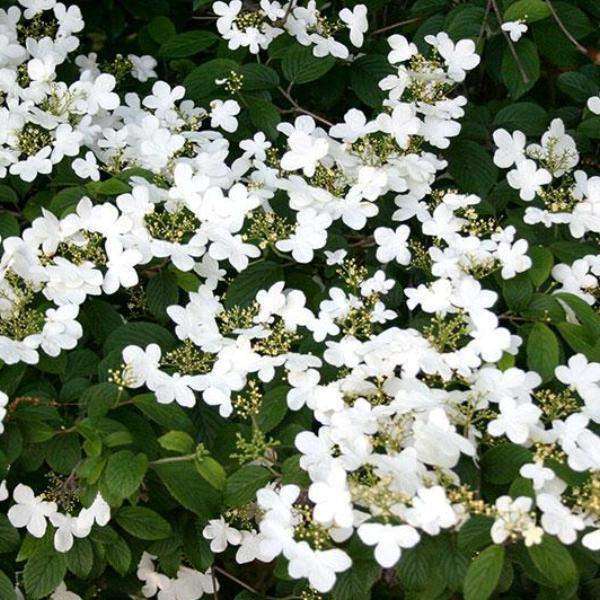 Viburnum plicatum 'Summer Snowflake'